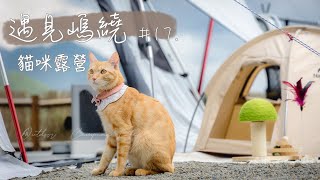 Camping with cat for the first time