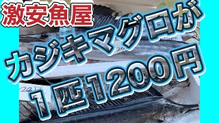 『俺についてこないか？』令和6年9月26日の激安魚屋 @福井県敦賀市相木魚問屋