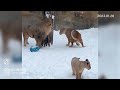 【旭山動物園】オリトふがふがフレーメン！😍いちゃいちゃオリト＆イオ🦁🐱わちゃわちゃ風麗糸🐱🐱🐱 01 28 asahiyama zoo lion orito family.