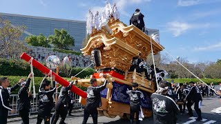 令和6年 狭山 出発～狭山池博物館(池尻) 道中 試験曳き 狭山神社秋祭り だんじり祭