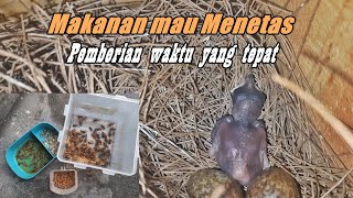 PAKAN MURAI BATU saat telur mau menetas dan waktu pemberian yang tepat