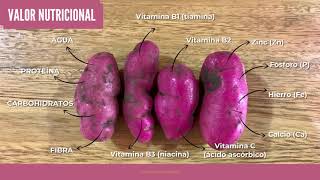 BOTÁNICA ECONÓMICA- Oxalis tuberosa