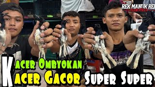 KACER BAHAN OMBYOKAN SUPER² !!! BAHAN GACORAN GACOR