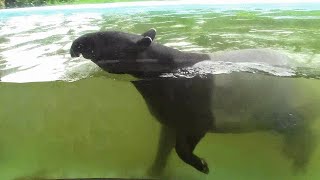 雨の中、泳ぐマレーバク①（多摩動物公園）Swimming Malayan Tapir