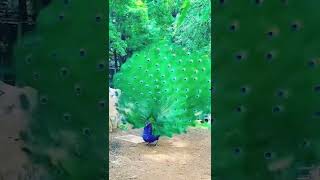 peacock-Tausi - animal kingdom model#viral #shorts #trending #beautiful #animals