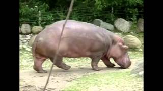 Hippo Walking (Slow Motion Animation Reference)