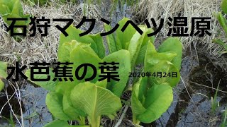 自作DIY車中泊車で北海道旅先紹介 石狩マクンベツ湿原水芭蕉