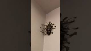 What is this bug