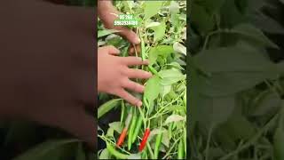 Namdhari seeds chilly NS264 contact 9963934488#farming #farmer #chilli  #seeds#gamechanger #tomato