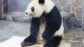 おやつと食事の時間だよ🐼 おやつへ向かってまっしぐら🐼 #タンタン #4KUPCONVERT #王子動物園🐼