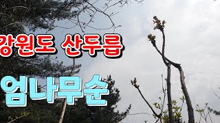 [고산식물 TV] 강원도 산두릅과 엄나무순 산행~~2부영상