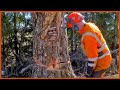 This tree is full of surprises (and very exhausting to cut down)