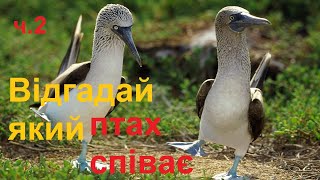 Відгадай птахів за їх голосами ч. 2 / птахи їх спів і звуки / перелітні та зимуючі птахи українською