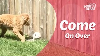 Puppy Sneaks Under Fence To Play With Dog Puppy Sneaks Under Fence To Play With Dog