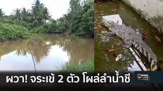 ชาวบ้านผวา! จระเข้ 2 ตัว โผล่ลำน้ำชี | 2 ต.ค. 61 | ซุ้มข่าวภูมิภาค