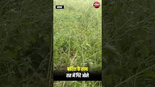 Alwar में बारिश के साथ गिरे ओले, फसलों को नुकसान! । Rajasthan Weather