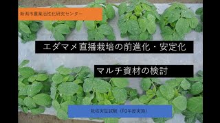 令和3年度「エダマメ直播栽培の前進化・安定化に向けた技術の検討(マルチ資材)」