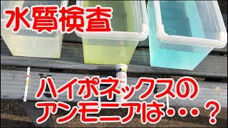 バクテリアでアンモニアは消えるのか？　実験しました。