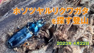 2023年4月22日の採集記_ホソツヤルリクワガタを探す登山