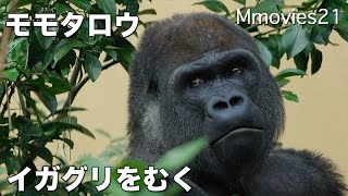 Gorilla eat the chestnuts イガグリを剥いて食べるゴリラ モモタロウ