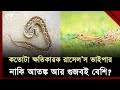 রাসেল'স ভাইপার দেখলে কী করবেন? | Russell's Viper | Ekattor TV