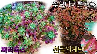 물듦하면 빠지지 않는 다육식물 패러독스\u0026천국의계단 (Pachyveria cv. 'Paradoxa' /Pedianthus tithymaloides)