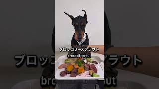 閲覧注意⚠️ドーベルマンルイヘミの日常　#ドーベルマン　#doberman #dobermanpinscher #dogasmr #mukbang #asmr #rawfood #dogmukbang