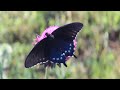 butterfly s 8 001.02 mvi 5332