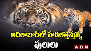 Tigers rampaging in Adilabad district || Adilabad || ABN Telugu