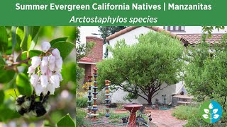 Summer Evergreen California Natives | Manzanita Species