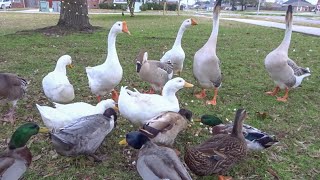 Feeding the Ducks \u0026 Geese at the Park