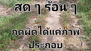 Ep.184 ข้อควรระวังของการเลี้ยงวัว [ รายการ มือใหม่อยากเลี้ยงโคกีฬา ]