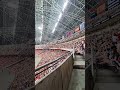 Rugby match at Singapore National Stadium. Germany vs. Argentina.