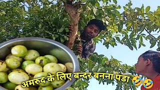 आज तो बन्दर बनना पडा अमरूद तोडने के लिए |