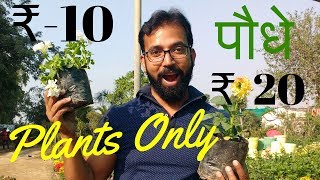 Garden Nursery Plants | Plant and Tree Nursery | Local Plant Nursery Delhi NCR - Kamlesh Nursery