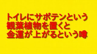 トイレにサボテンという観葉植物を置くと金運が上がるという噂について。