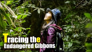 Tracing the rare Hainan Black-Crested Gibbon