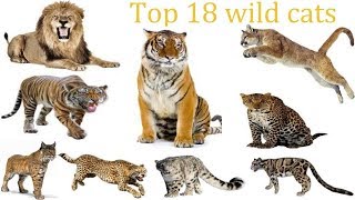 Top 18 Wild Cats