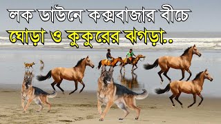 কক্সবাজার সমুদ্র সৈকতে এবার ঘোড়া আর কুকুরের লড়াই । DOG VS HORSE FIGHT IN COXSBAZAR SEABEACH