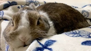 はさまるのが落ち着くウサギ Rabbit feels calm when sandwiched