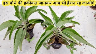 Bryophyllum plant in hindi / अजूबा /  Patharchatta plant kaise lagaye