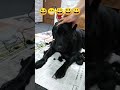 【ラブラドール】マックスの散髪🐾