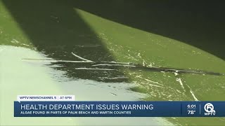 Toxic Algae Bloom Found At Pahokee Marina