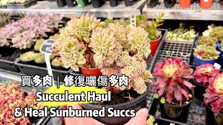 淘到超便宜綴化多肉 【曬傷】的多肉要怎麼處理 ｜【EngSub】Plant Haul \u0026 How To Heal Sunburned Succulents 燦爛艷日傘法師姬秋麗艾倫桃蛋 Aeonium