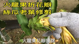 【休閒小菜園】火龍果花瓣摘除，絲瓜修剪老葉，沙漠玫瑰種植，鳳梨、絲瓜、韭菜、秋葵、黃彩椒採收。