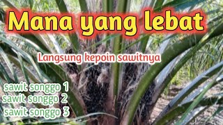 Perbandingan....!!!!! sawit songgo 1 songo 2 dan songgo 3 mana yang lebat buahnya || kebun sawit