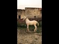 @dhullstudfarm horselover nukari instahorses horsestagram nature ghodiyan ghodiyan riding