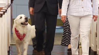 Roanoke funeral home uses therapy dog to help with grief