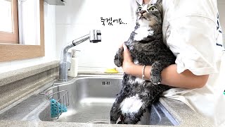 Bathing a street cat... I'm dying (sub)