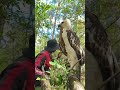 birds in the woods and adventure man part 05. baldeagle eaglet chantry birds nature wildlife